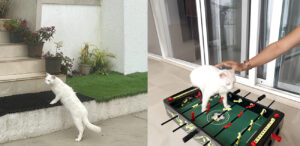 The Perfect Pet-Friendly Getaway Starts at Ekayan Villa